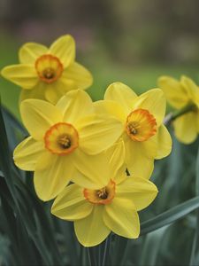 Preview wallpaper daffodils, flowers, yellow, bloom