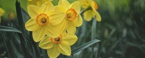 Preview wallpaper daffodils, flowers, yellow, bloom