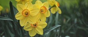 Preview wallpaper daffodils, flowers, yellow, bloom