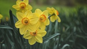 Preview wallpaper daffodils, flowers, yellow, bloom