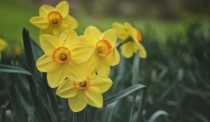 Preview wallpaper daffodils, flowers, yellow, bloom