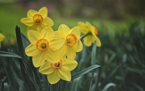 Preview wallpaper daffodils, flowers, yellow, bloom