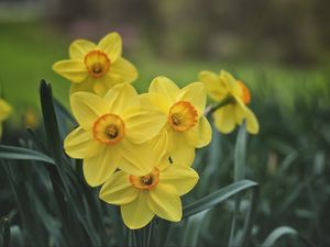 Preview wallpaper daffodils, flowers, yellow, bloom