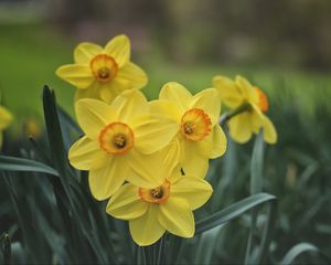 Preview wallpaper daffodils, flowers, yellow, bloom
