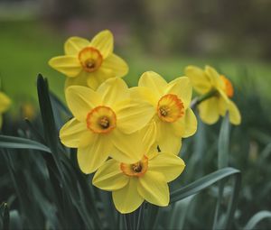 Preview wallpaper daffodils, flowers, yellow, bloom