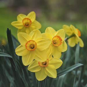 Preview wallpaper daffodils, flowers, yellow, bloom