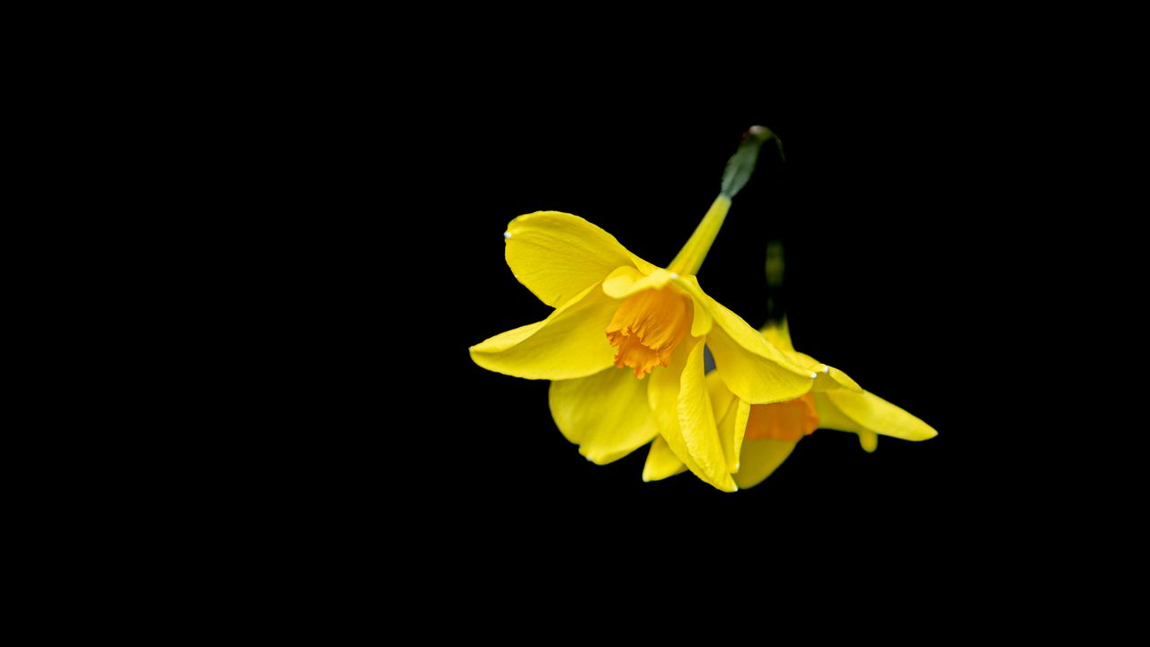 Wallpaper daffodils, flowers, yellow, black background, minimalism