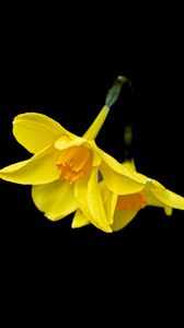 Preview wallpaper daffodils, flowers, yellow, black background, minimalism