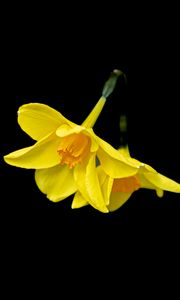 Preview wallpaper daffodils, flowers, yellow, black background, minimalism
