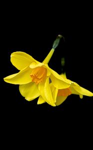 Preview wallpaper daffodils, flowers, yellow, black background, minimalism