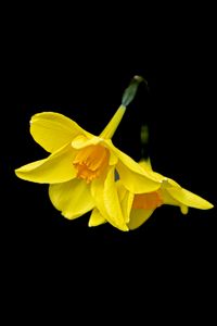 Preview wallpaper daffodils, flowers, yellow, black background, minimalism