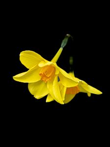 Preview wallpaper daffodils, flowers, yellow, black background, minimalism