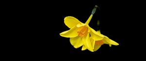 Preview wallpaper daffodils, flowers, yellow, black background, minimalism