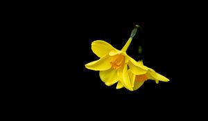 Preview wallpaper daffodils, flowers, yellow, black background, minimalism