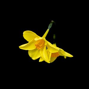 Preview wallpaper daffodils, flowers, yellow, black background, minimalism