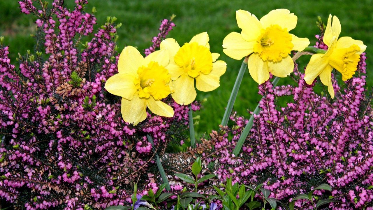 Wallpaper daffodils, heather, periwinkle, flowerbed, green