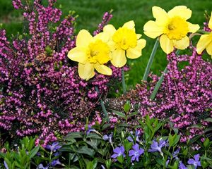 Preview wallpaper daffodils, heather, periwinkle, flowerbed, green