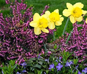 Preview wallpaper daffodils, heather, periwinkle, flowerbed, green