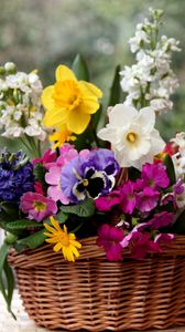 Preview wallpaper daffodils, hyacinths, pansies, flowers, composition, basket