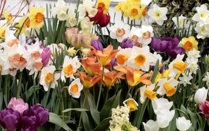 Preview wallpaper daffodils, hyacinths, tulips, flowers, variety, flowerbed