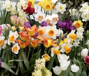 Preview wallpaper daffodils, hyacinths, tulips, flowers, variety, flowerbed