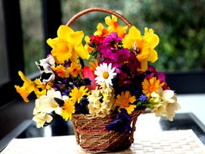 Preview wallpaper daffodils, hydrangea, muscari, freesia, viola, bunch, basket, flowers