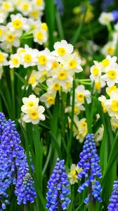 Preview wallpaper daffodils, muscari, flowers, flowerbed, green, spring