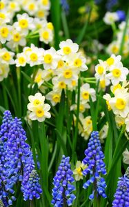 Preview wallpaper daffodils, muscari, flowers, flowerbed, green, spring