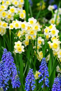 Preview wallpaper daffodils, muscari, flowers, flowerbed, green, spring