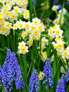 Preview wallpaper daffodils, muscari, flowers, flowerbed, green, spring