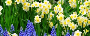 Preview wallpaper daffodils, muscari, flowers, flowerbed, green, spring