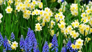 Preview wallpaper daffodils, muscari, flowers, flowerbed, green, spring