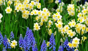 Preview wallpaper daffodils, muscari, flowers, flowerbed, green, spring