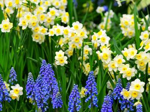 Preview wallpaper daffodils, muscari, flowers, flowerbed, green, spring