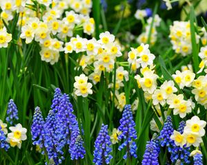 Preview wallpaper daffodils, muscari, flowers, flowerbed, green, spring