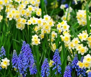 Preview wallpaper daffodils, muscari, flowers, flowerbed, green, spring