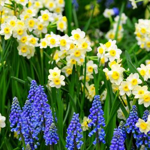 Preview wallpaper daffodils, muscari, flowers, flowerbed, green, spring