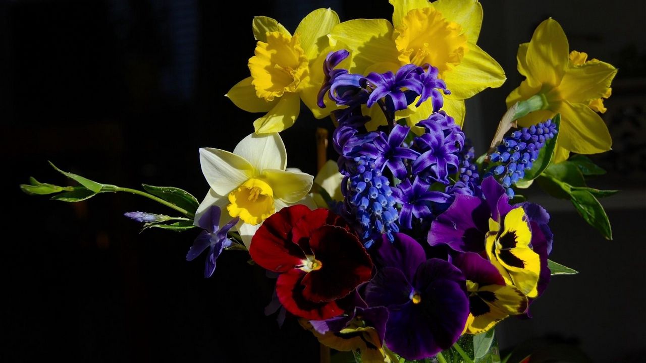 Wallpaper daffodils, muscari, hyacinths, pansies, herbs, flower, song