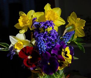 Preview wallpaper daffodils, muscari, hyacinths, pansies, herbs, flower, song