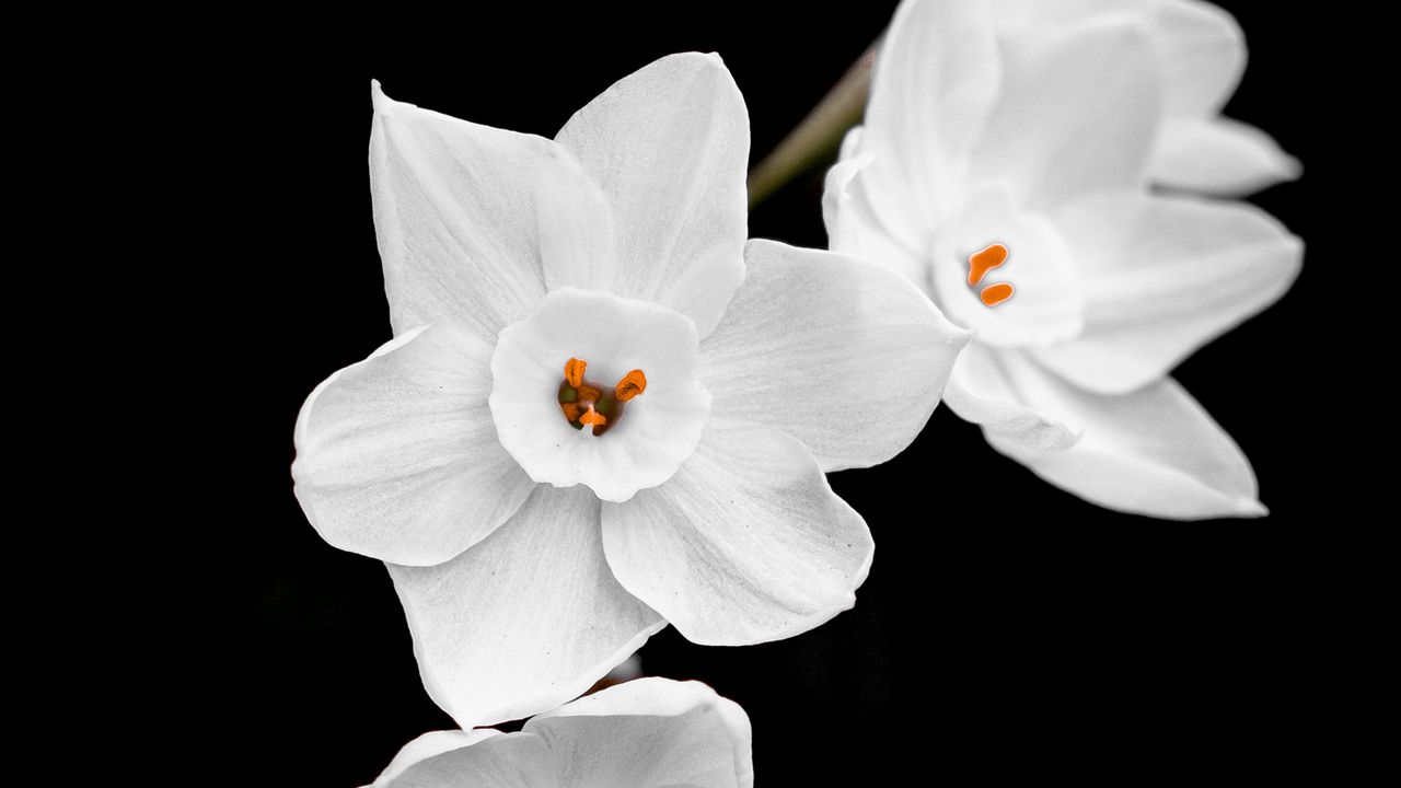 Wallpaper daffodils, petals, flowers, white, macro