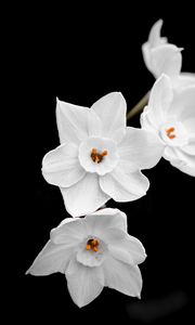 Preview wallpaper daffodils, petals, flowers, white, macro