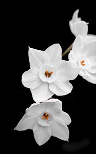 Preview wallpaper daffodils, petals, flowers, white, macro