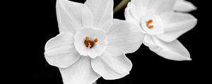 Preview wallpaper daffodils, petals, flowers, white, macro