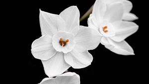 Preview wallpaper daffodils, petals, flowers, white, macro