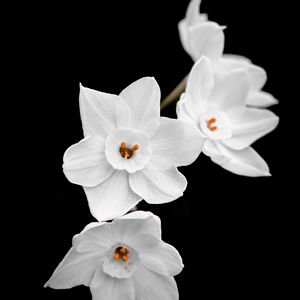 Preview wallpaper daffodils, petals, flowers, white, macro