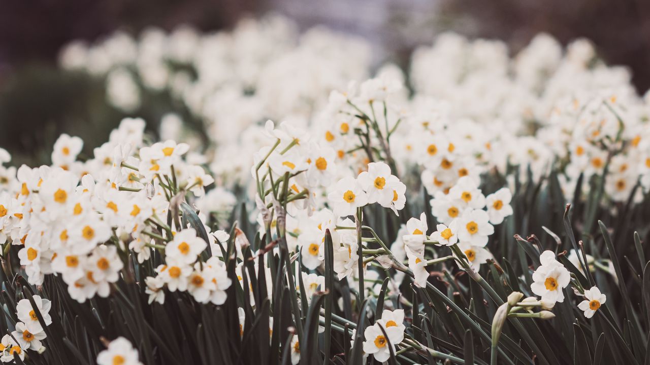 Wallpaper daffodils, petals, flowers, blur, spring