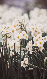 Preview wallpaper daffodils, petals, flowers, blur, spring