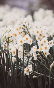 Preview wallpaper daffodils, petals, flowers, blur, spring