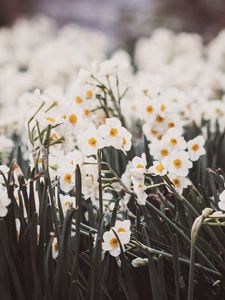 Preview wallpaper daffodils, petals, flowers, blur, spring