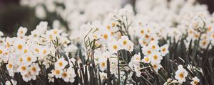 Preview wallpaper daffodils, petals, flowers, blur, spring